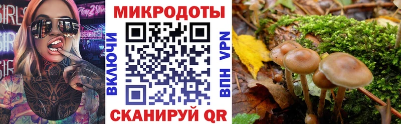где найти   Новозыбков  Псилоцибиновые грибы Cubensis 